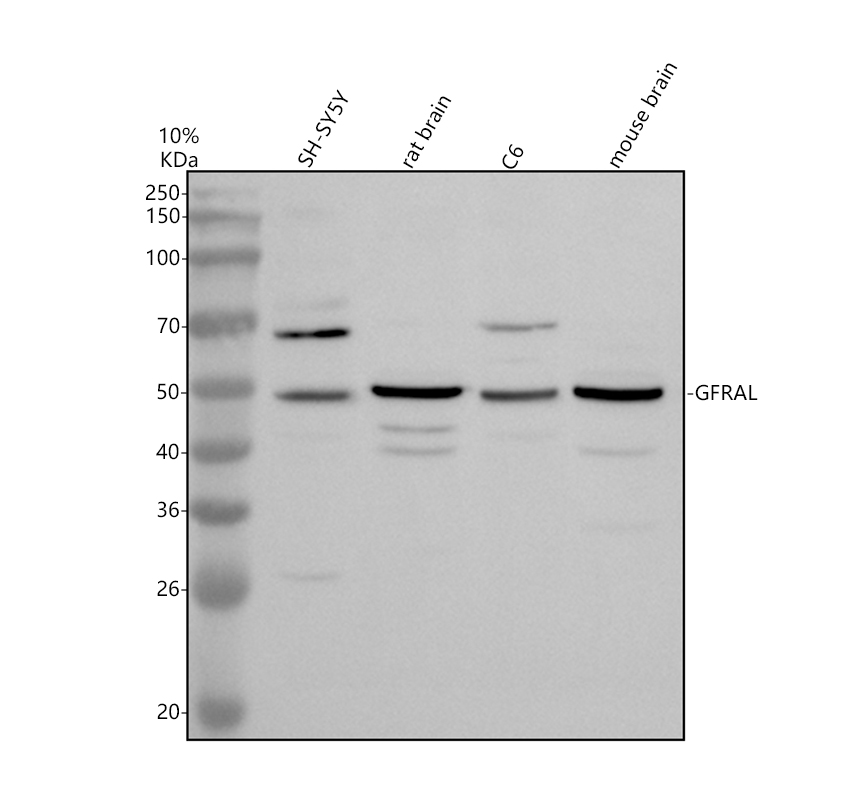 a13556 1 gfral primary antibodies wb testing 1