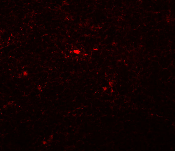 Immunofluorescence of NAT11 in mouse thymus tissue with NAT11 antibody at 20 μg/mL