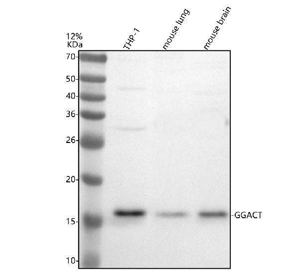 a13576 1 ggact primary antibodies wb testing 1