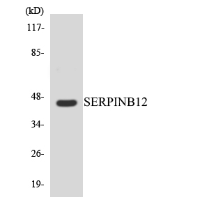 a13578 serpinb12 primary antibodies wb testing 3
