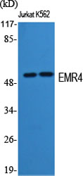 Western Blot analysis of various cells using EMR4 Polyclonal Antibody