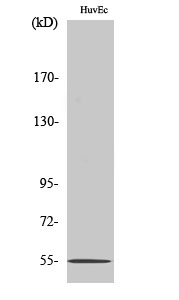Western Blot analysis of COLO205 cells using EMR4 Polyclonal Antibody