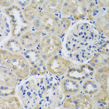 a13591 tubb8 primary antiboties if testing 2