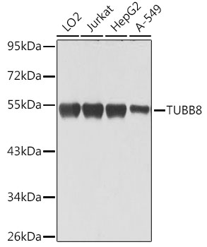 a13591 tubb8 primary antiboties wb testing 1