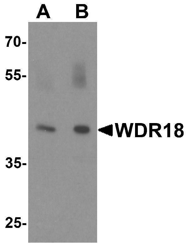 a13595 wdr18 primary antibodies wb testing 1