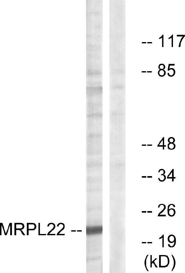 a13598 mrpl22 primary antibodies wb testing 2