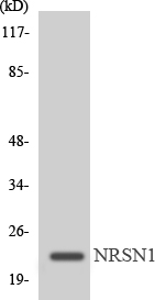 a13598 mrpl22 primary antibodies wb testing 3