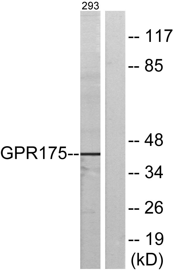 a13599 tpra1 primary antibodies wb testing 1