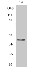 a13599 tpra1 primary antibodies wb testing 2