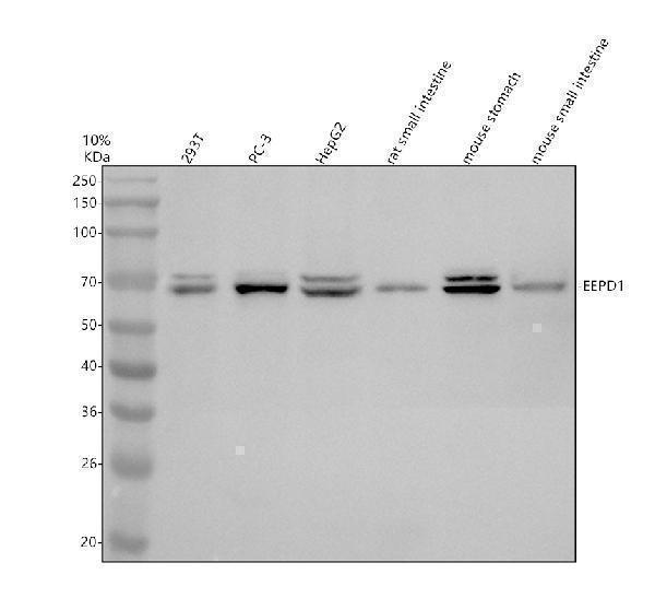 a13604 1 eepd1 primary antibodies wb testing 1