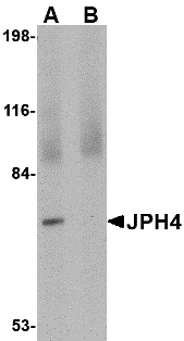 Western blot analysis of JPH4 in 293 cell lysate with JPH4 antibody at 1 μg/mL in (A) the absence and (B) the presence of blocking peptide