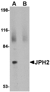 Western blot analysis of JPH2 in 293 cell lysate with JPH2 antibody at 2 μg/mL in (A) the absence and (B) the presence of blocking peptide