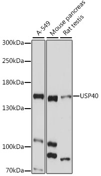 a13619 1 usp40 primary antiboties wb testing 1