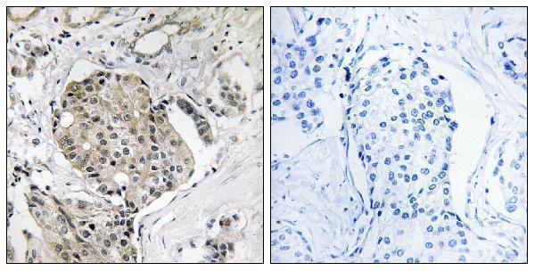 a13619 usp40 primary antibodies ihc testing 1