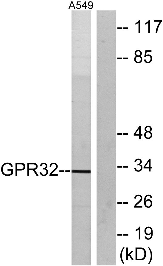 a13621 gpr32 primary antibodies wb testing 2