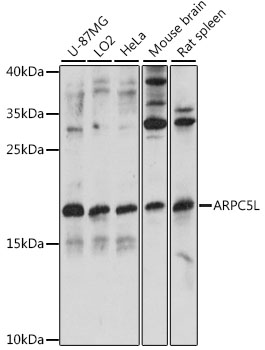 a13624 arpc5l primary antiboties wb testing 1