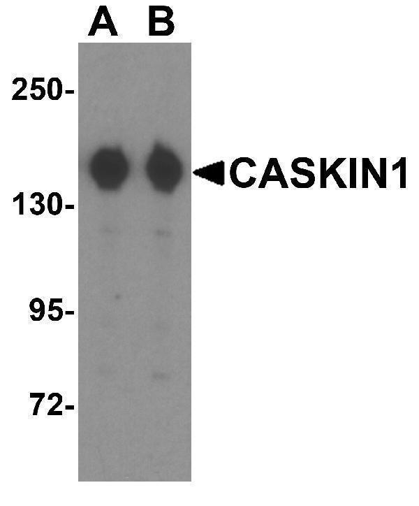 a13631 caskin1 primary antibodies wb testing 1