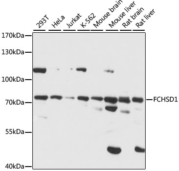 a13635 1 fchsd1 primary antiboties wb testing 1