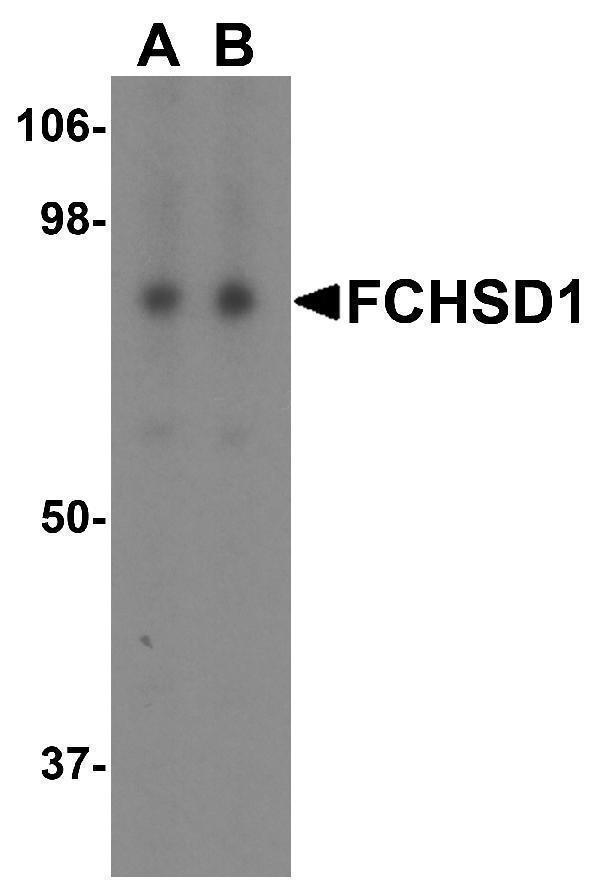 a13635 fchsd1 primary antibodies wb testing 1
