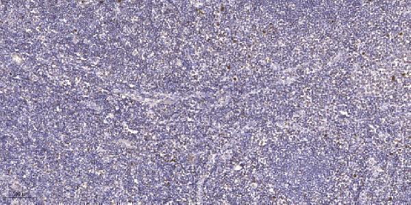 a13639 prpf38a primary antibodies ihc testing 1