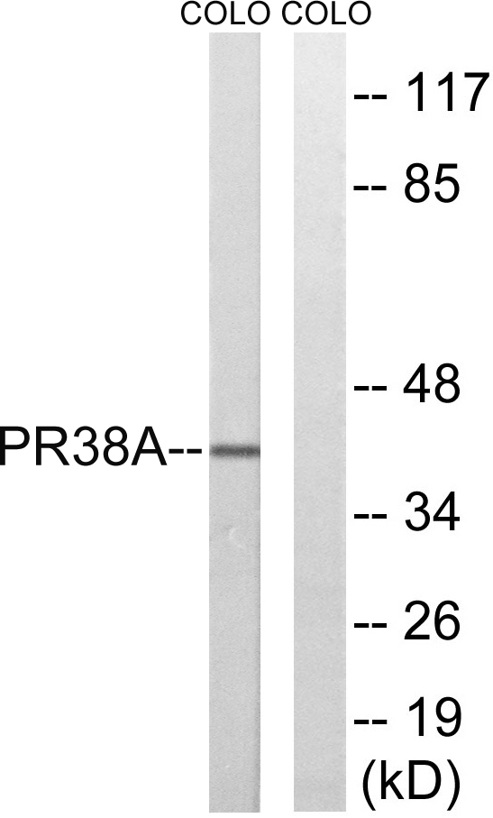 a13639 prpf38a primary antibodies wb testing 2