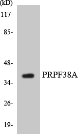 a13639 prpf38a primary antibodies wb testing 3
