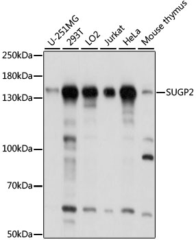 Western blot analysis of extracts of various cell lines, using SUGP2 antibody  at 1:1000 dilution