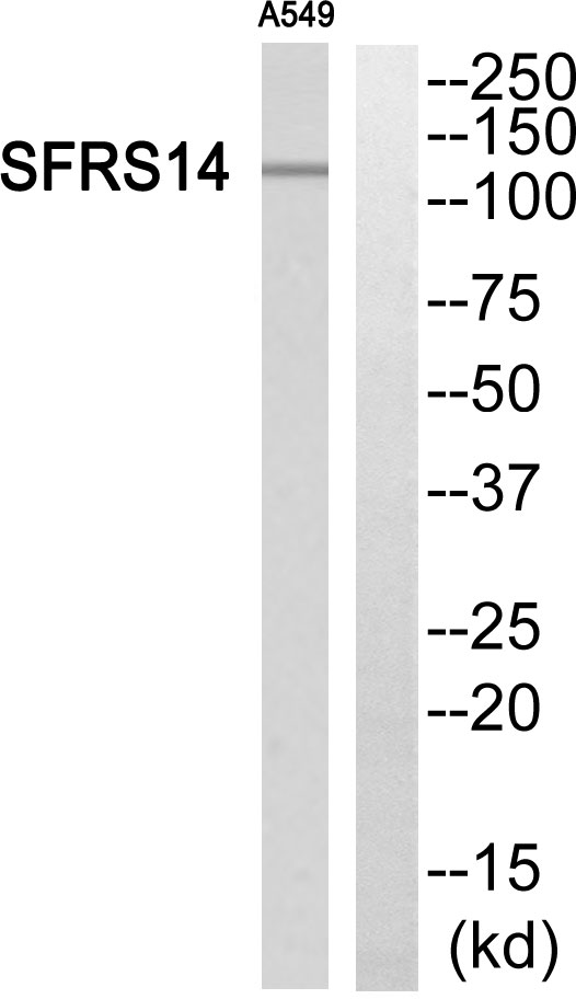 Western blot analysis of SFRS14 Antibody