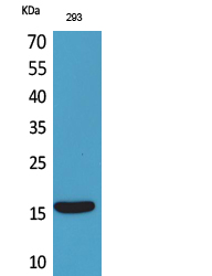 Western blotting validation for Anti-PSP PSPN Antibody A13643
Western Blot (WB) analysis of 293 cells using PSP polyclonal antibody