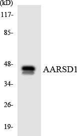 Western blot analysis of the lysates from HUVECcells using AARSD1 antibody