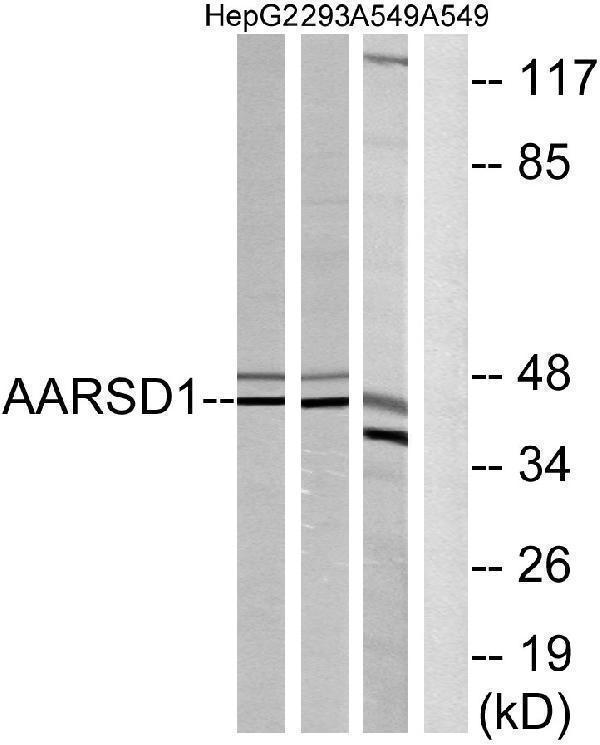 Western blot analysis of lysates from A549, 293, and HepG2 cells, using AARSD1 Antibody