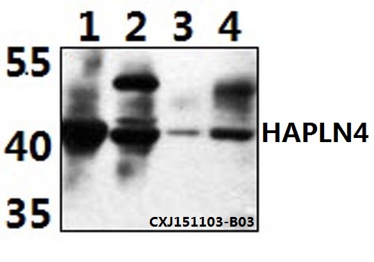 a13670 hapln4 primary antiboties wb testing 1