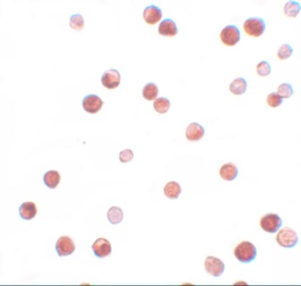 a13671 nlrp11 primary antibodies icc testing 2