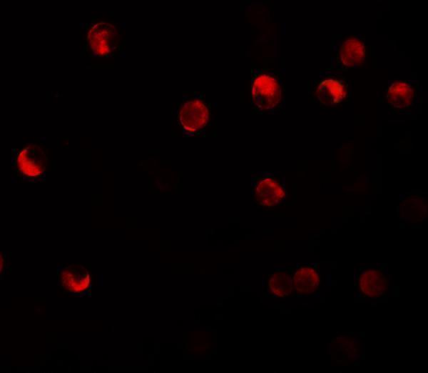 a13671 nlrp11 primary antibodies if testing 3