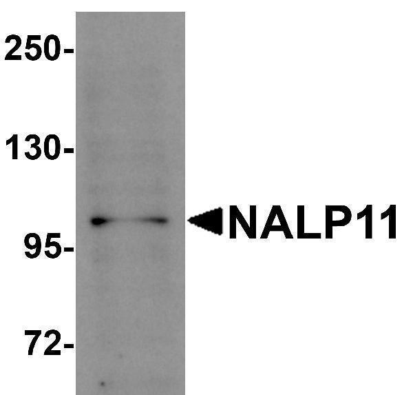a13671 nlrp11 primary antibodies wb testing 1