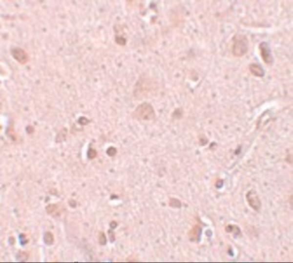 a13677 nsa2 primary antibodies ihc testing 2