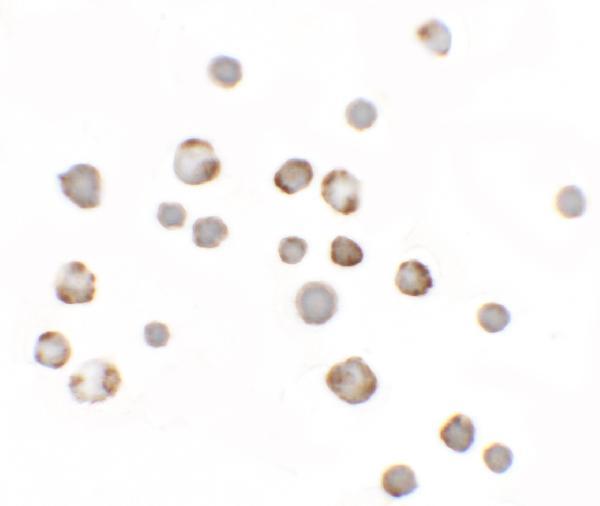 a13680 palm3 primary antibodies icc testing 2