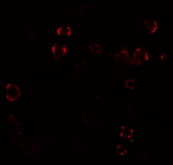 a13680 palm3 primary antibodies if testing 3