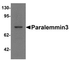 a13680 palm3 primary antibodies wb testing 1