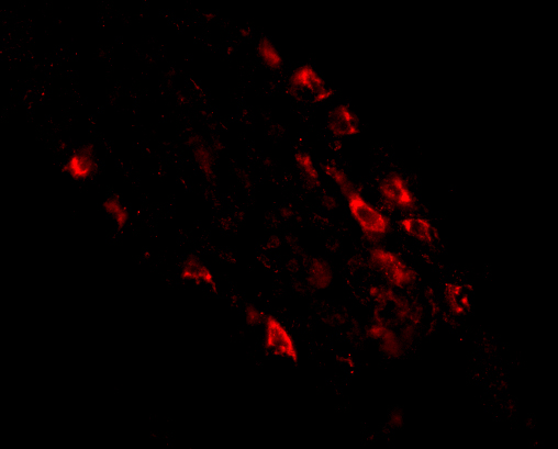 a13697 mex3d primary antibodies if testing 3