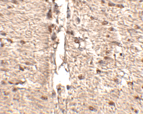 a13697 mex3d primary antibodies ihc testing 2