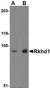 a13697 mex3d primary antibodies wb testing 1