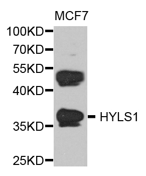 a13703 hyls1 primary antiboties wb testing 1