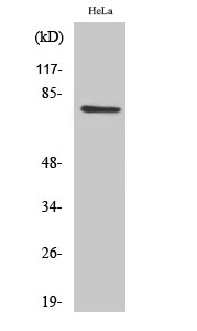 a13706 cep78 primary antibodies wb testing 2