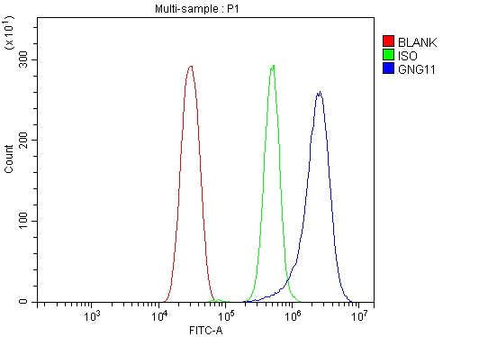 a13707 gng11 primary antibodies fcm testing 12