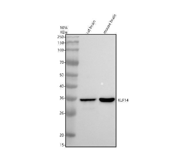 a13711 1 klf14 primary antibodies wb testing 1