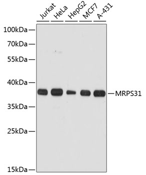 Western blot analysis of extracts of various cell lines, using MRPS31 antibody  at 1:3000 dilution