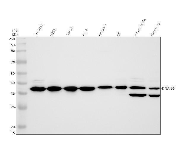 Western blot analysis of DNAJB5 using anti-DNAJB5 antibody (A13716-1)
