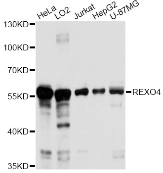 Western blot analysis of extracts of various cell lines, using REXO4 antibody