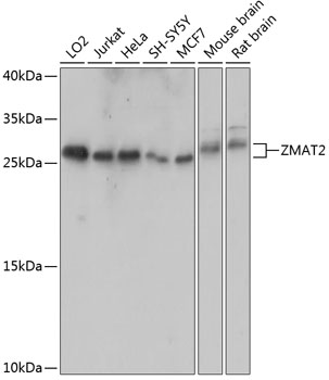 a13741 zmat2 primary antiboties wb testing 1